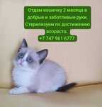 Котята ищут дом, в добрые и заботливые ручки.