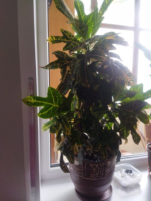 Продам комнатный цветок Кротон. Высота цветка около 1 м