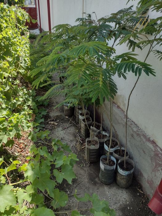 Puiet albizia, arborele de mătase