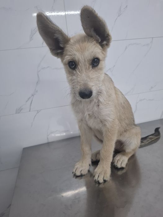 Щенок ищет  дом, любящих хозяев.