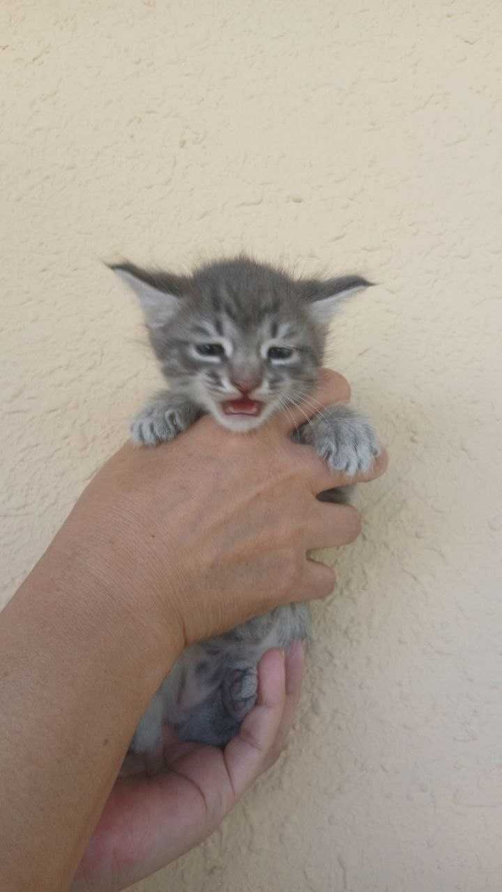 Отдаем котят в хорошие руки