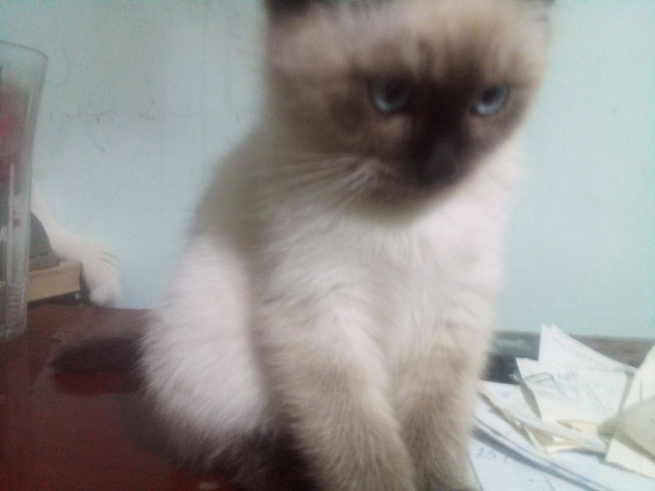 Котята 3 мес продаются