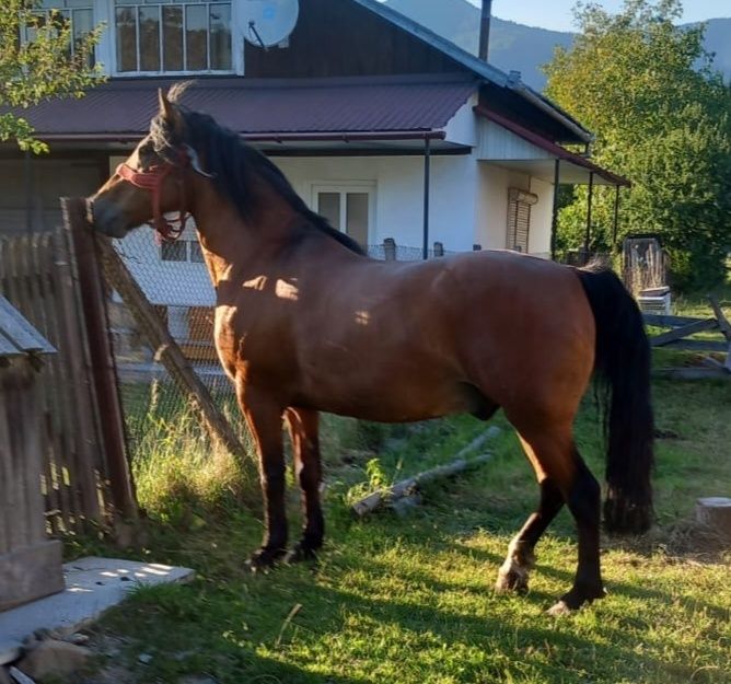 Cal de vânzare..