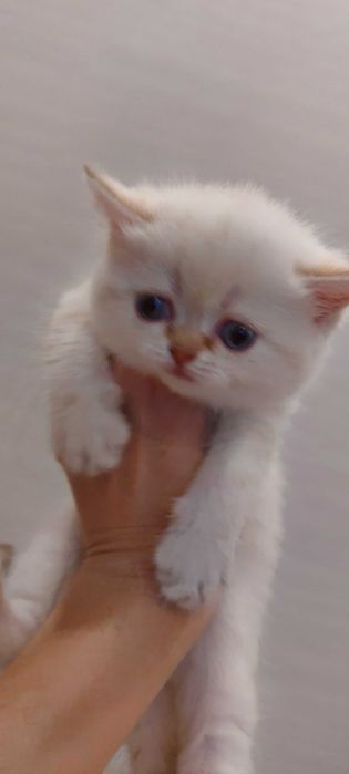 Котенок британский редкий окрас