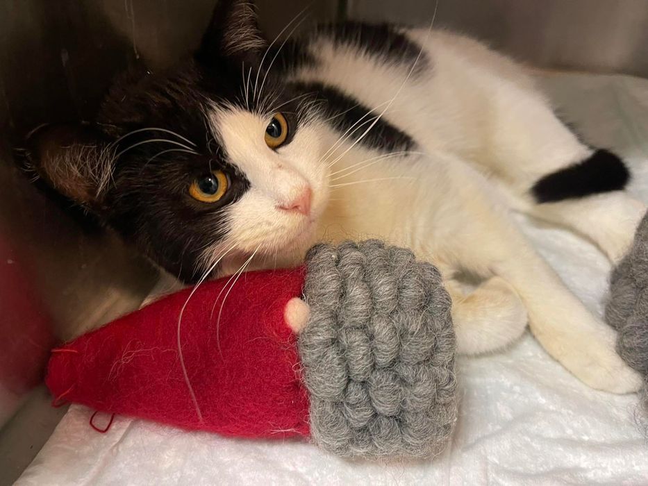 Коте домашен любимец