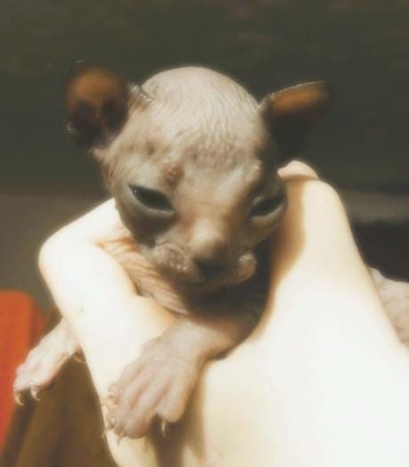 Продам чистокровного донского сфинкса