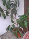 Ficus de vanzare