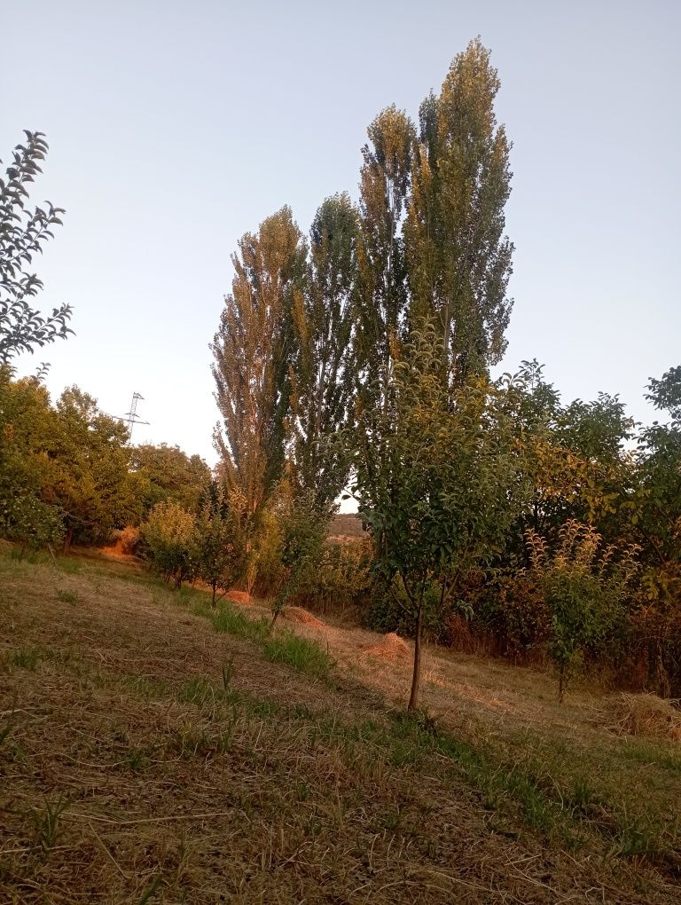 Продаю участок 25-сотк. Цена договорная. Срочно