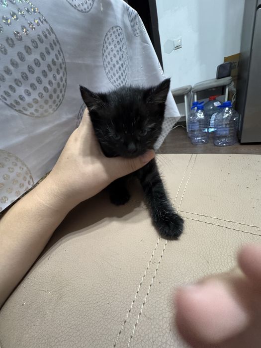 Отдам котенка хорошенького