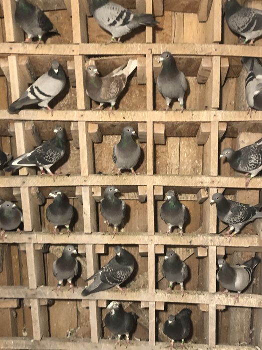 Porumbei fond maraton si Columbodrom