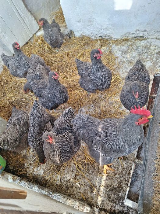 Găini Playmouth rock barat.