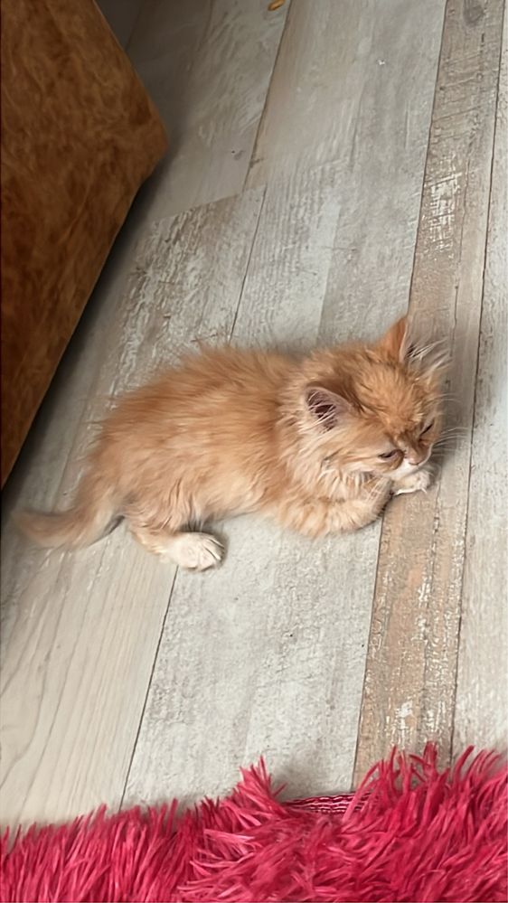Персийско чистокръвно коте