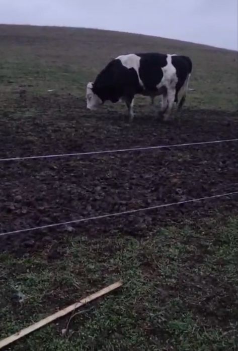 Vand taur pentru monta