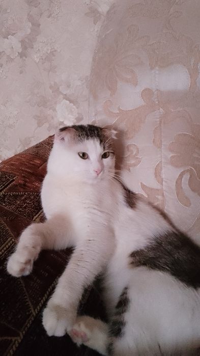 Отдам добрые руки