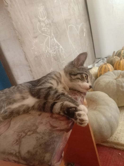 Отдам котят в добрые руки