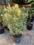 Photinia red robin tufa glob - eunimus gard viu, calitate premium