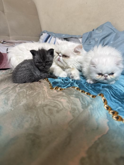 Pui pisică persană