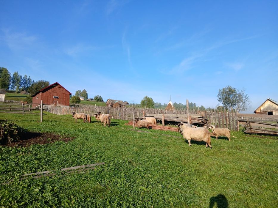 Vând sau schimb 5 oi și 4 mielute