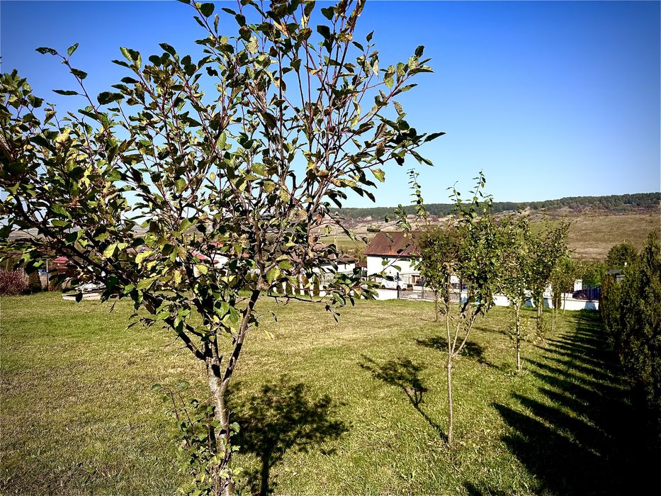 Teren 1000mp (extravilan)
