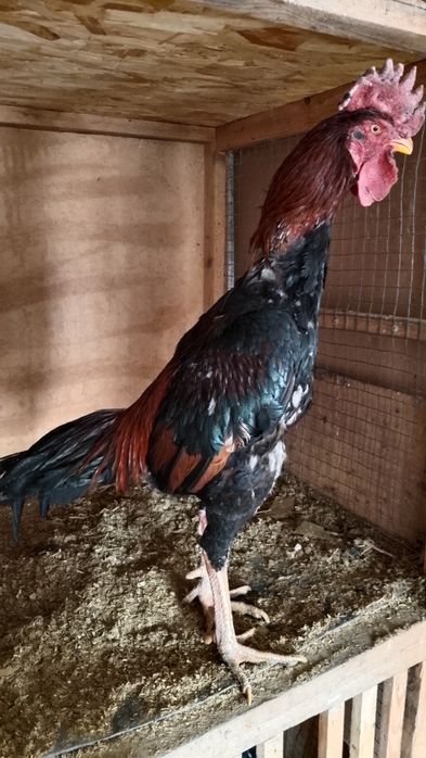 Шолпан қораз Қытай