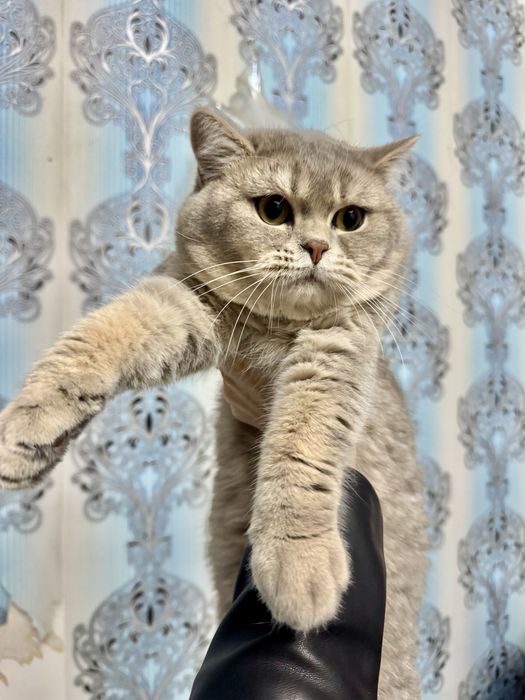 Продается котенок шиншила