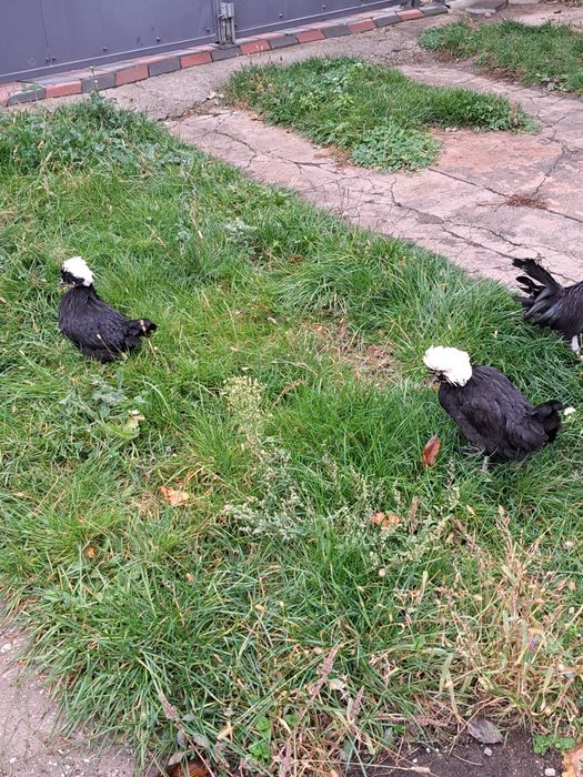 Gaini si cocos motat olandez