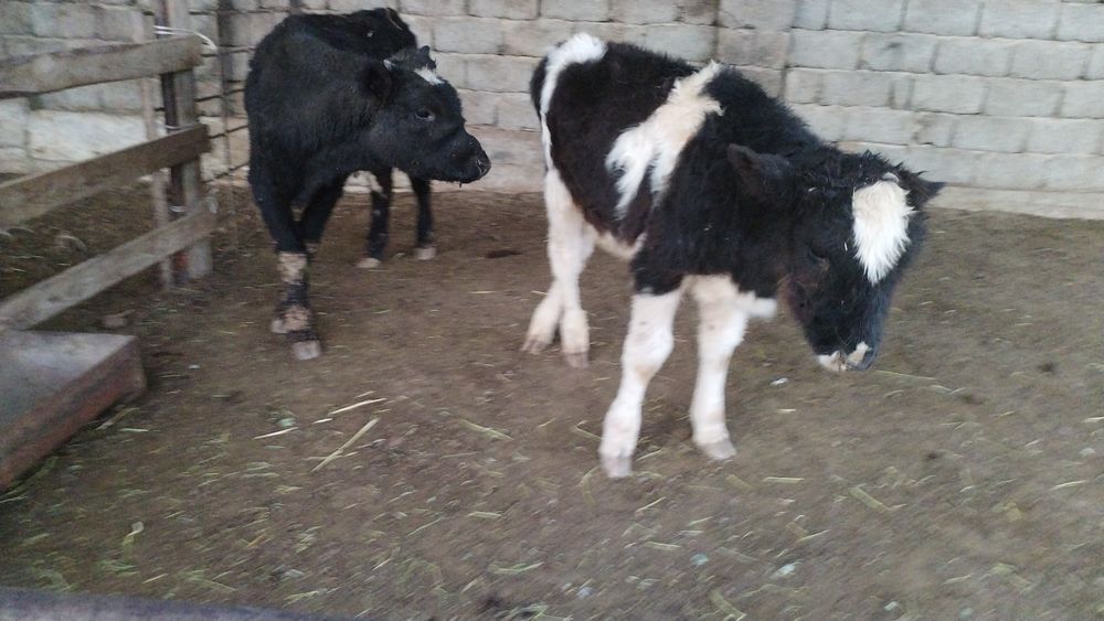 Еркек тоқал бұзау мен семіз тана