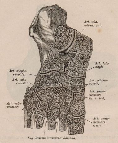 Руска антикварна книга! Анатомичен атлас - д-р Гейцман, 1900 г.