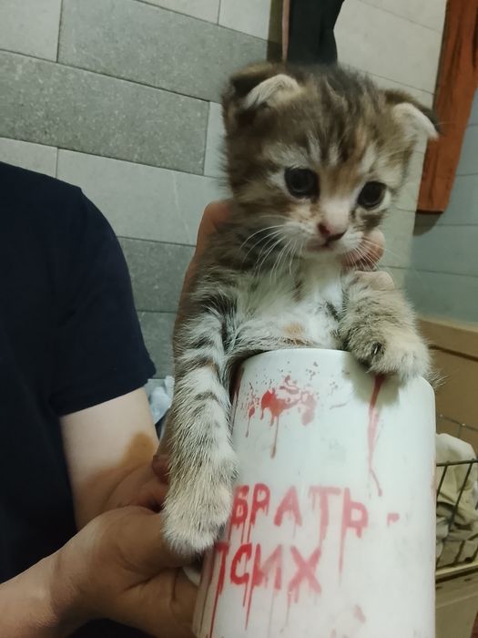 Продаются котята. Вислоушки.