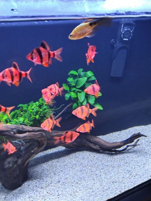 Vând pești exotici, BarbusTetrazona!