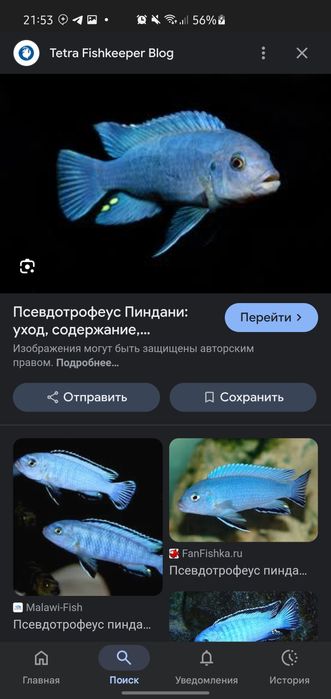 afrika cichlid sotiladi privaznoy