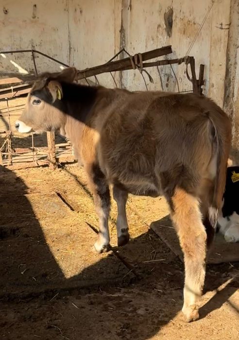 Швед зотли гунажин