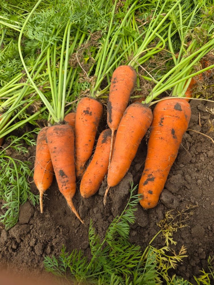 Продажа картофеля сорта ГАЛА и КОЛОМБО