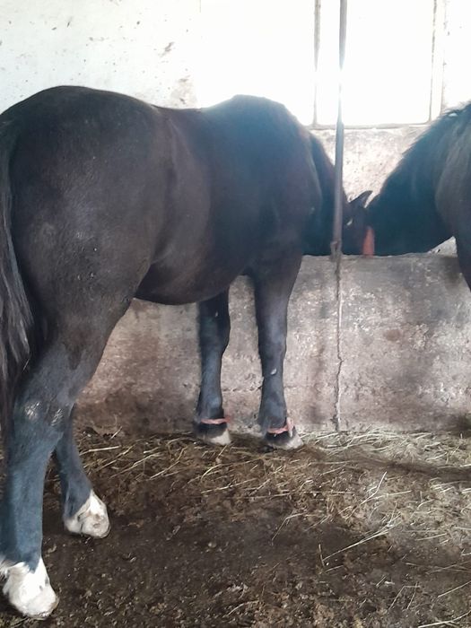 Vând mânji de un an jumate