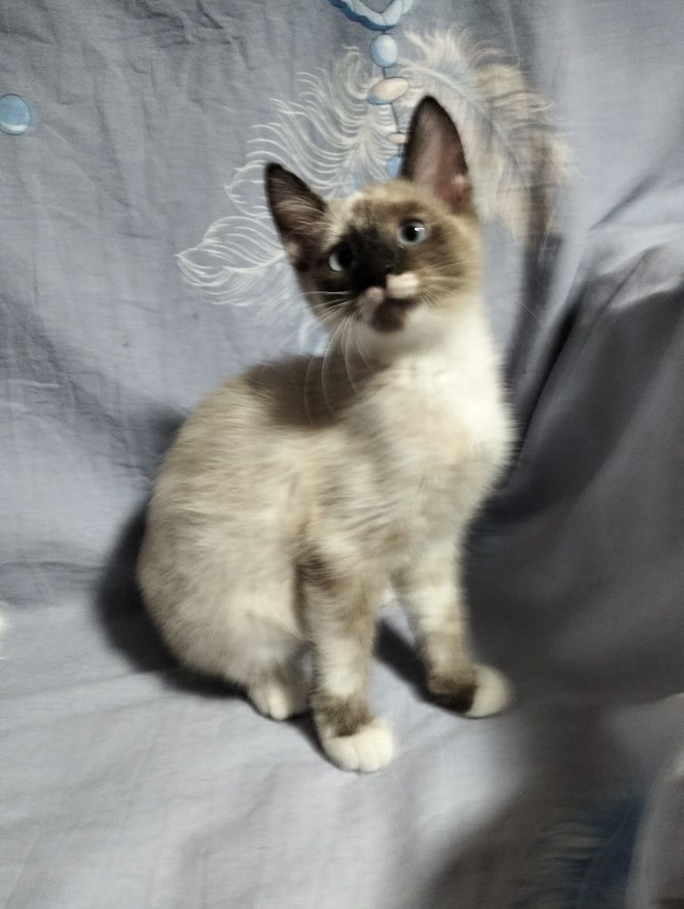 Отдам котят в добрые, ответственные руки