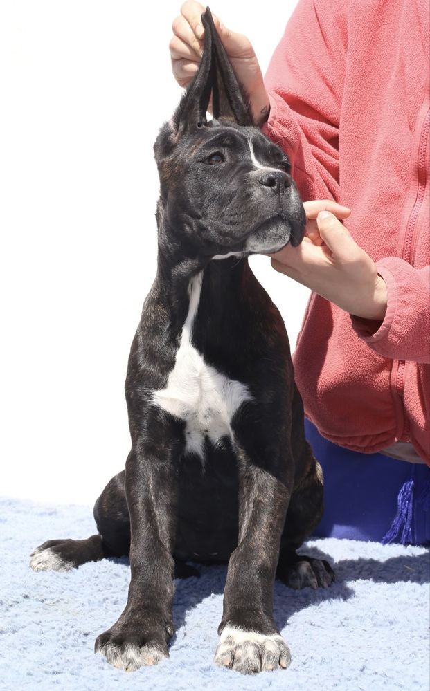 Pui Cane Corso cu pedigree FCI