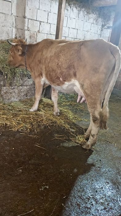 Vând Vacă cu 15 l de lapte