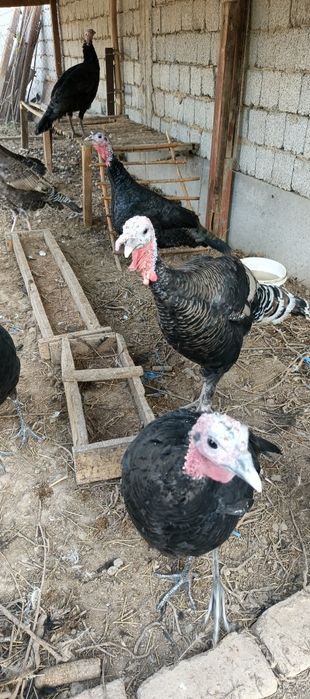 Induk kurka sotiladi. Продаются Индуки