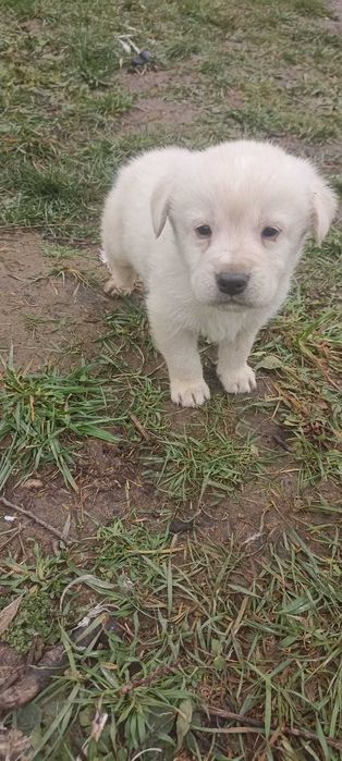 Donez Golden Retriever metiși