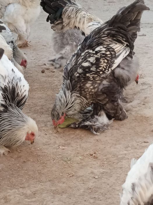 Брамма гигант хурозлари