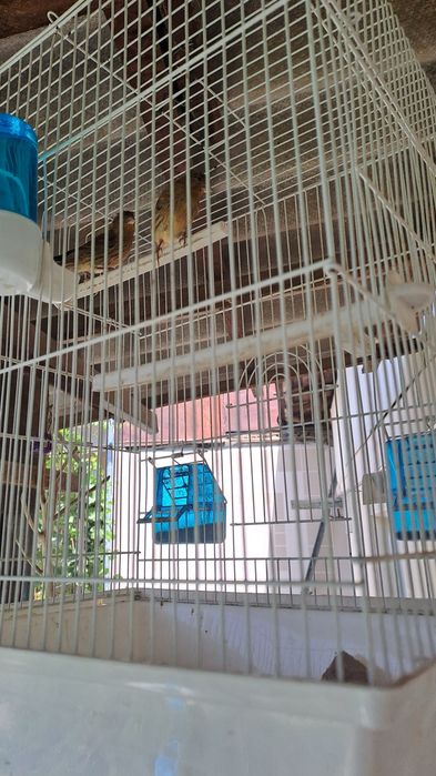 Черняевкада НАР-МОДА канарейкалар сотилади