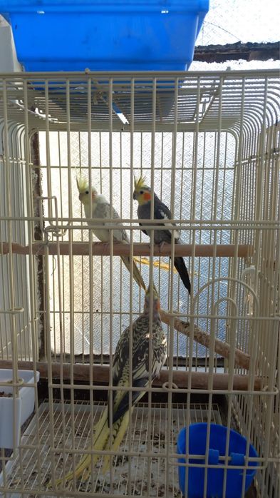 Vand papagali micul alexandru