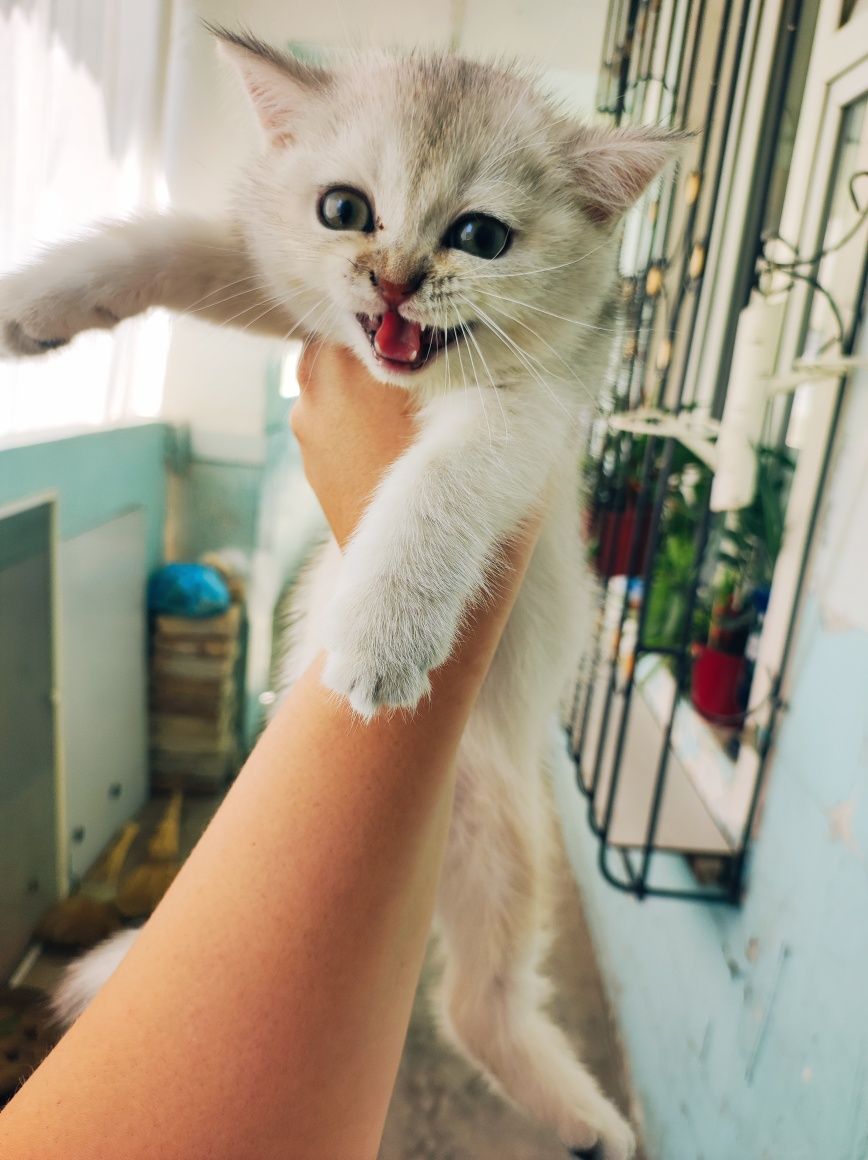 Продаются котята порода шиншилла