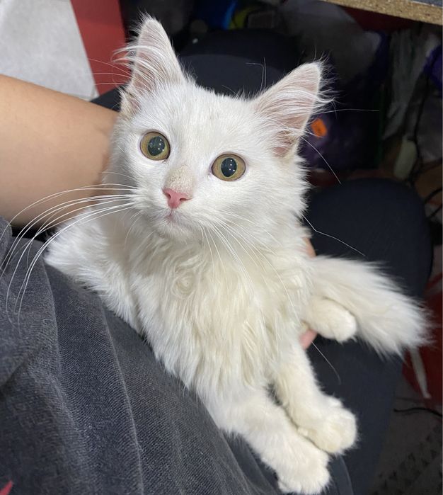 Котенок ищет дом. Мальчик