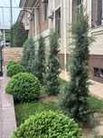 Landshaft dizayn italiya kuchatlari