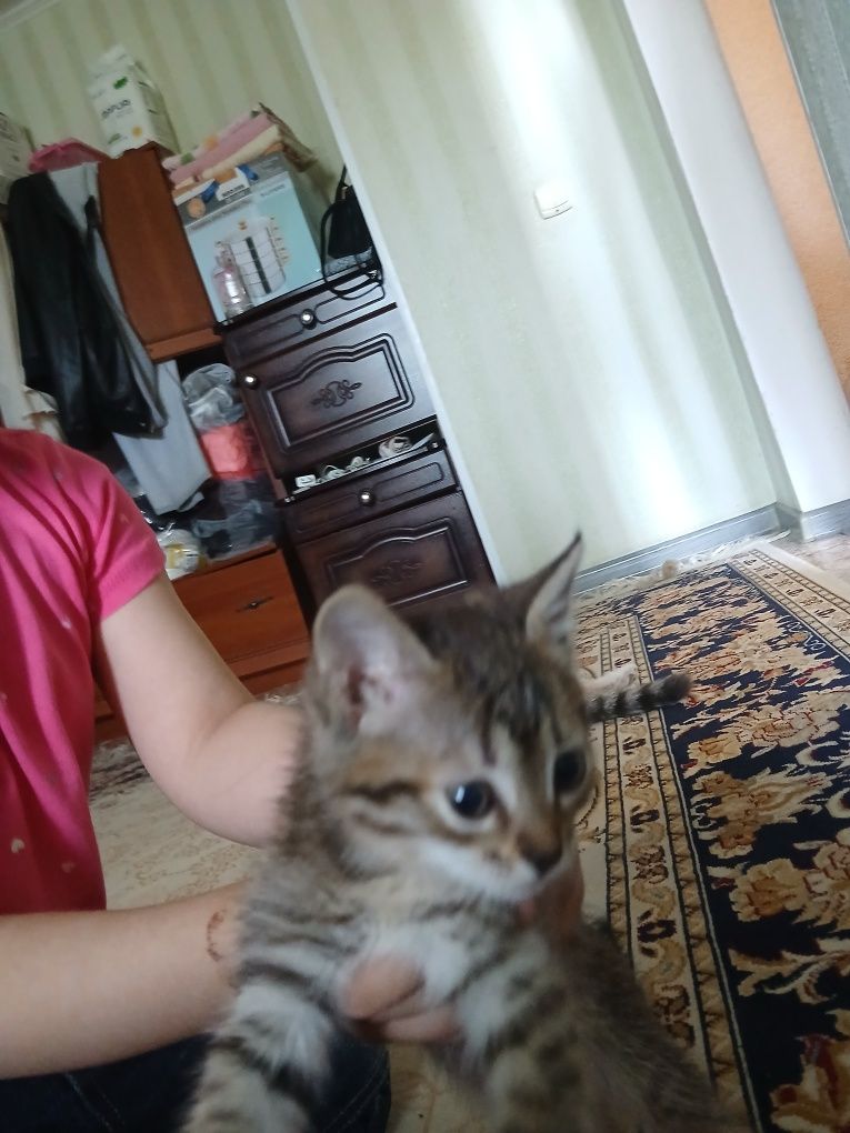 Отличные котяты умные