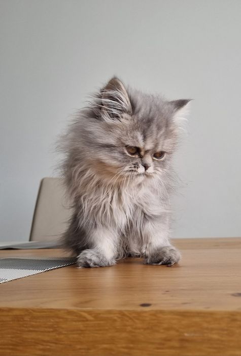 Малки персийски котенца