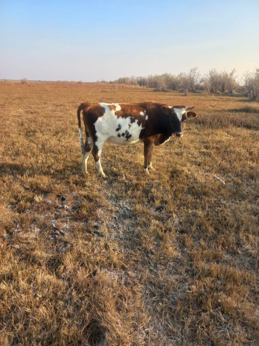 Қысыр сиыр сатылады