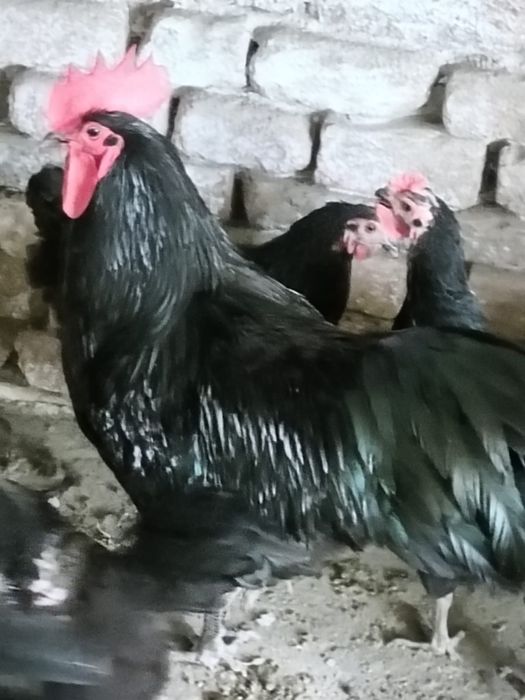 Vind cocoși Austrolop:negrii, albi și sple!.
Preț:între 85 și 150 lei.