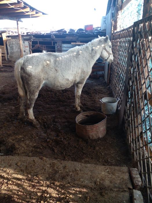 Продам кабылу знает доику спакоиная